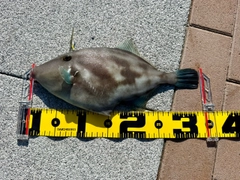 ウマヅラハギの釣果