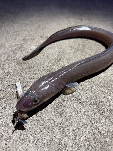 クロアナゴの釣果