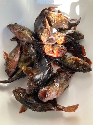 金沢水際線緑地（福浦岸壁）