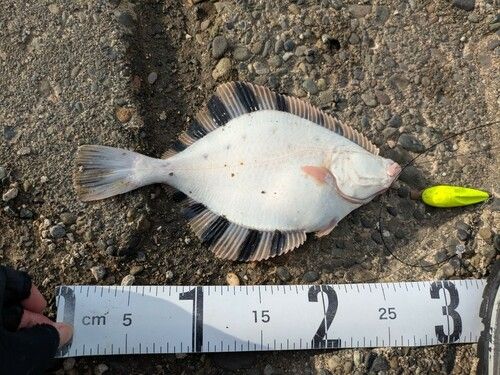 カワガレイの釣果