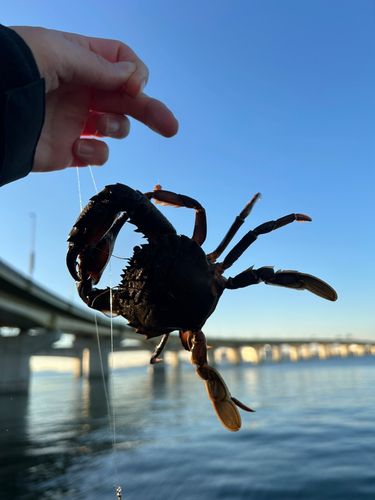 常滑りんくう釣り護岸