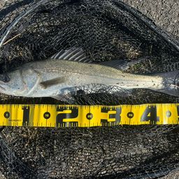 フッコ（マルスズキ）