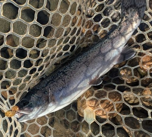 ニジマスの釣果