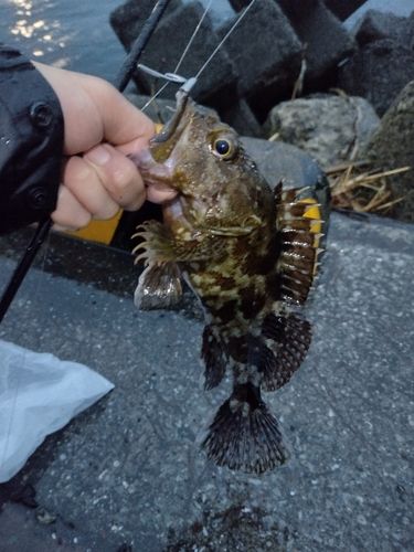 カサゴの釣果