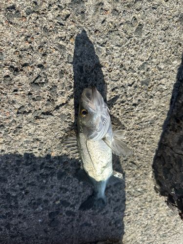 セイゴ（マルスズキ）の釣果