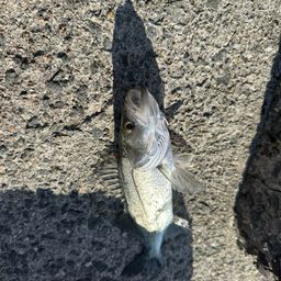 セイゴ（マルスズキ）