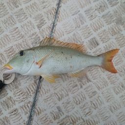 ムネアカクチビ