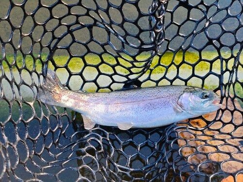 トラウトの釣果