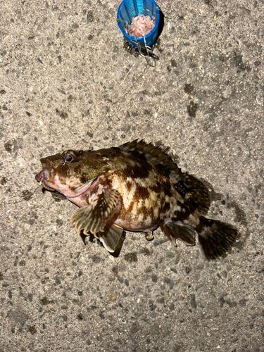 カサゴの釣果