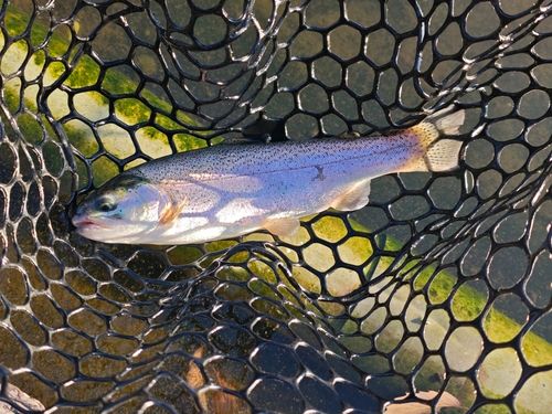 トラウトの釣果