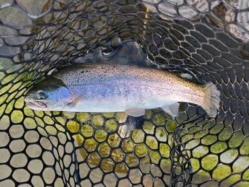 トラウトの釣果