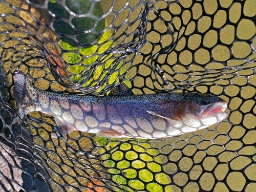 ベリーパーク in FISH ON! 王禅寺