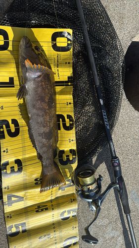 アイナメの釣果