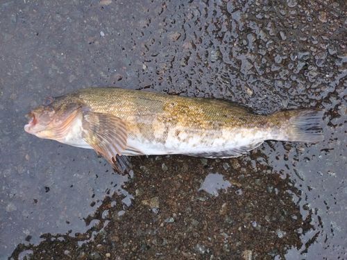 アイナメの釣果