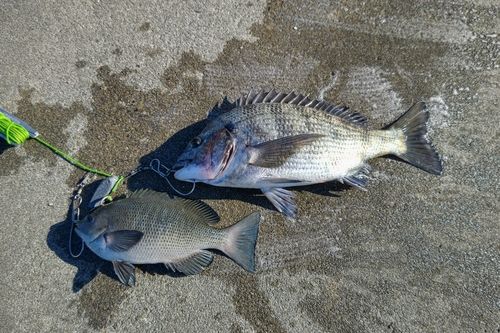 クロダイの釣果