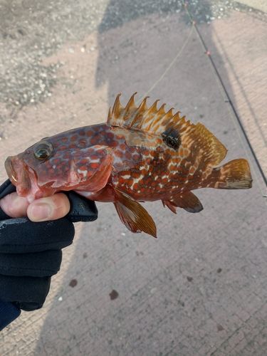 スジアラの釣果