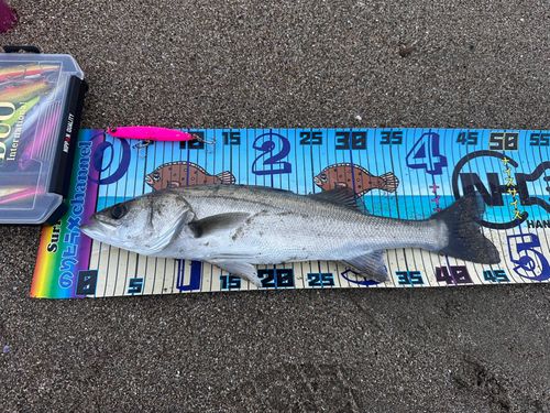 シーバスの釣果