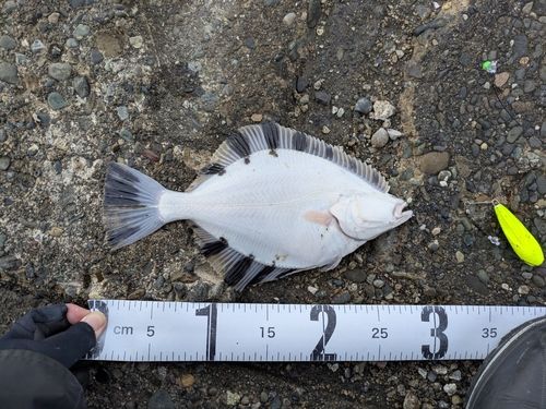 カワガレイの釣果