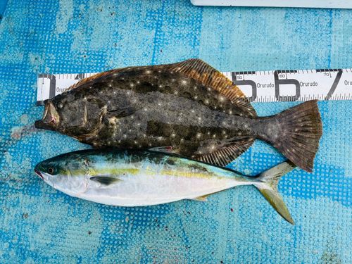 ヒラメの釣果