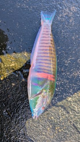 ニシキベラの釣果