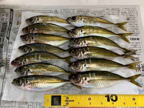 アジの釣果