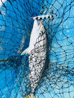 イナダの釣果