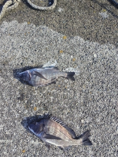 チヌの釣果