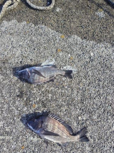 チヌの釣果
