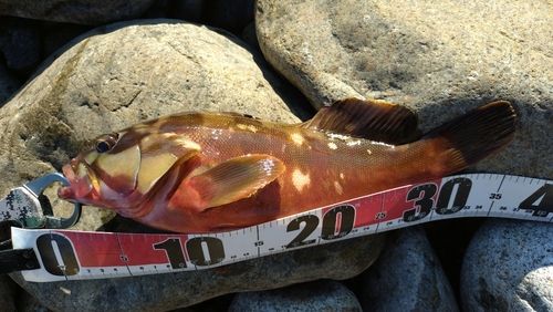 アカハタの釣果