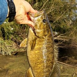 スモールマウスバス