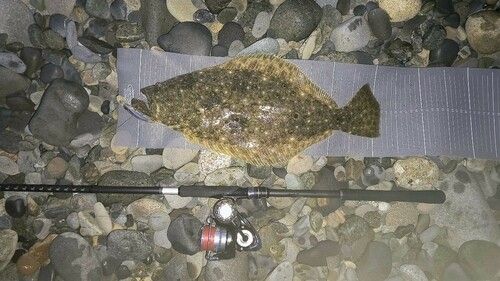 ヒラメの釣果