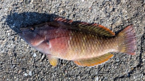 ヒトスジモチノウオの釣果