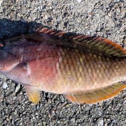 ヒトスジモチノウオ