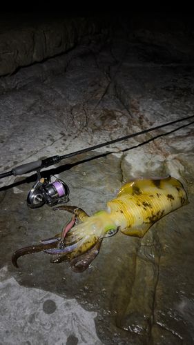 アオリイカの釣果