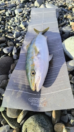 フクラギの釣果