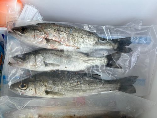 小名浜港市場前