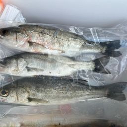 セイゴ（タイリクスズキ）