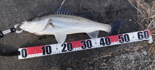 タイリクスズキの釣果