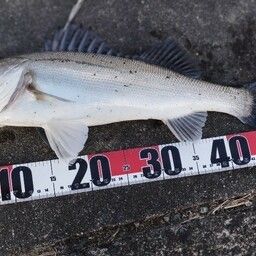 タイリクスズキ