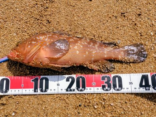 キジハタの釣果