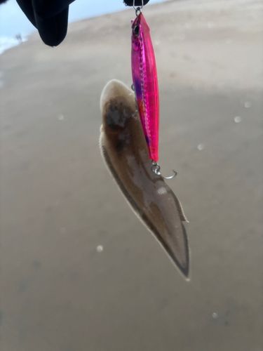 シタビラメの釣果