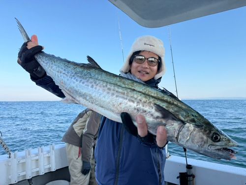 サワラの釣果