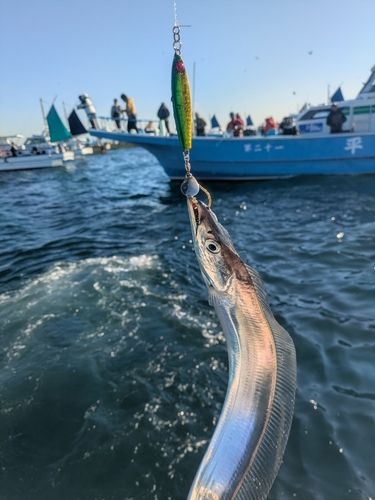 タチウオの釣果