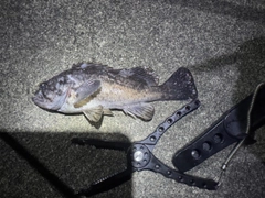 クロソイの釣果