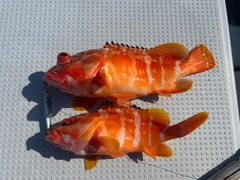 アカハタの釣果