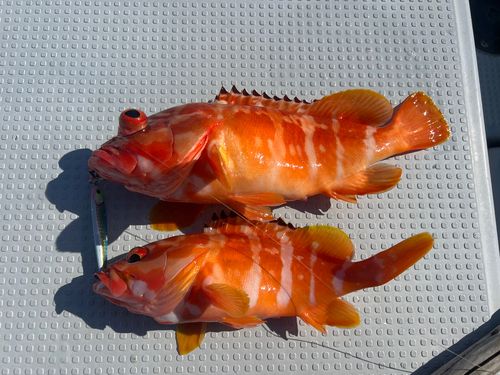 アカハタの釣果