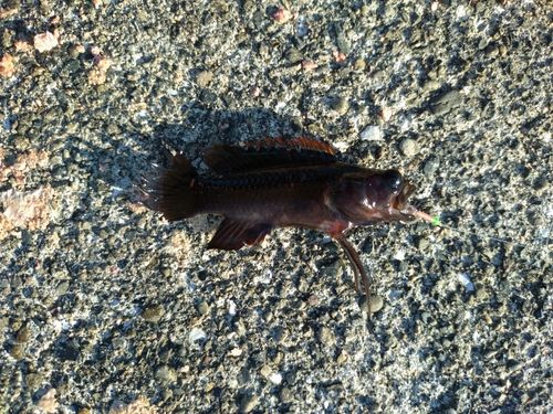 タナバタウオの釣果