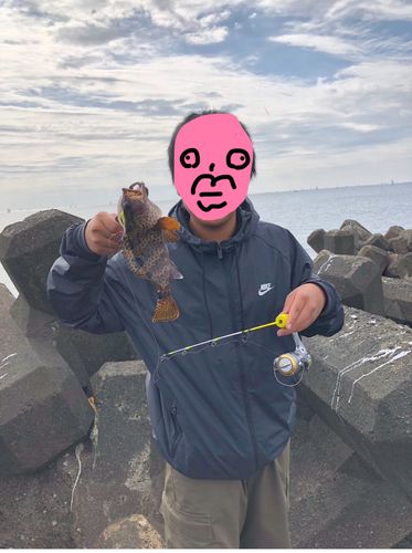 キジハタの釣果