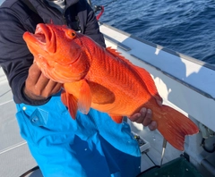 スジアラの釣果