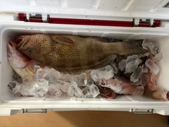 オオモンハタの釣果